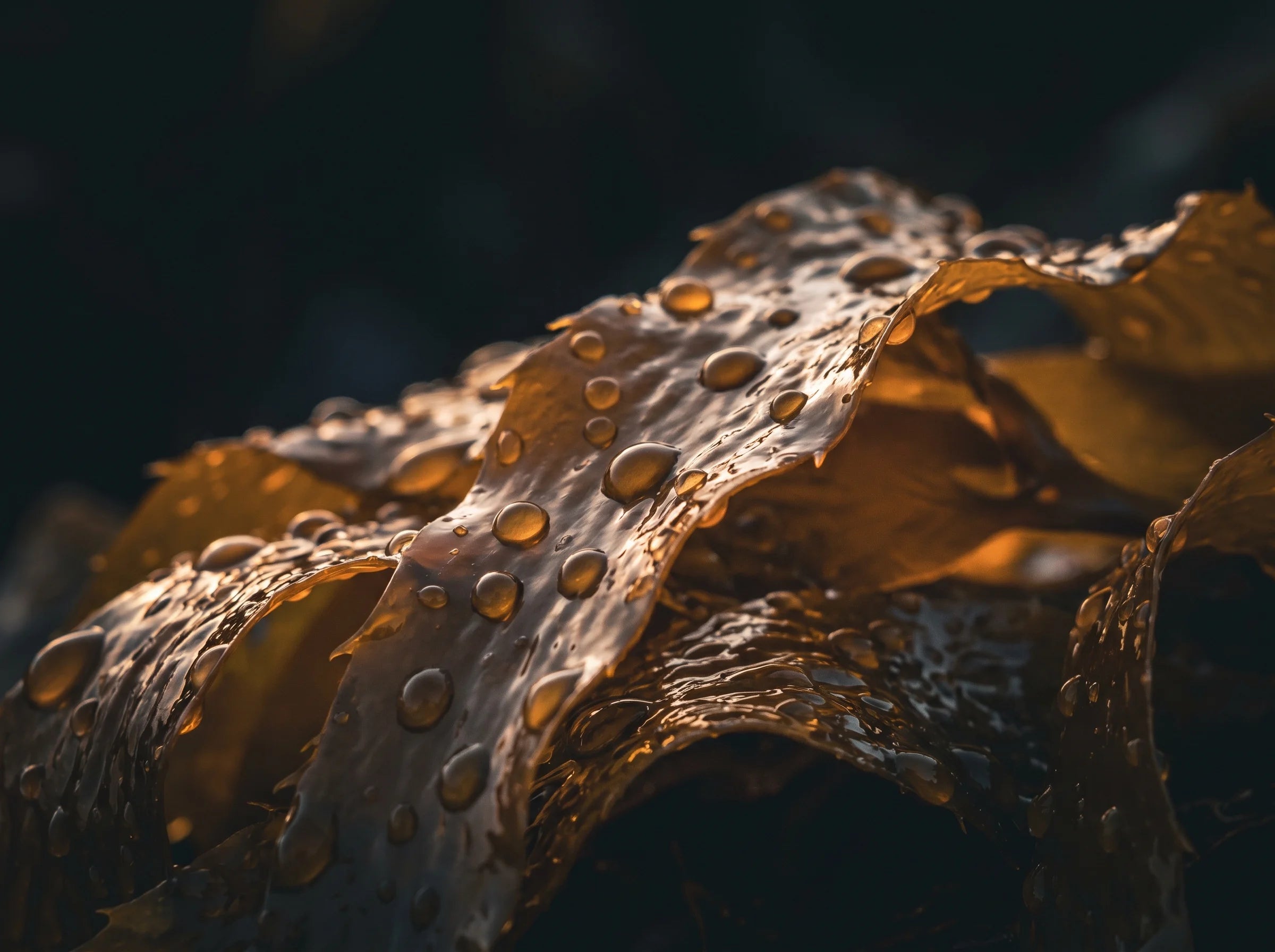 Kelp Extract